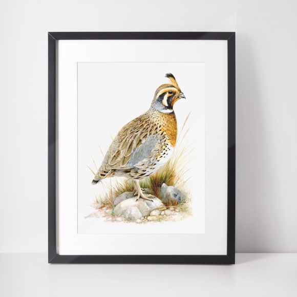 Watercolor Quail Wall Art Print, Unframed - Vibrant Nature-Inspired Home Decor - Picture 3 of 6